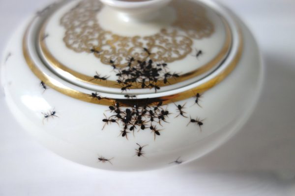 Egy kicsit hangyás a porcelánfestő