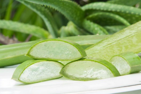 Aloe vera, a halhatatlanság növénye